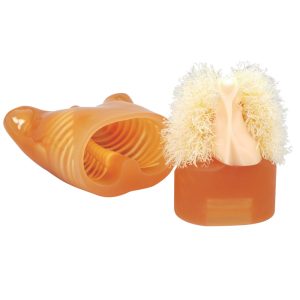 Multipurpose Chest Phantom N1 "LUNGMAN" (PH-1)