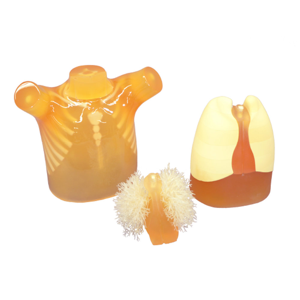Pediatric Chest Phantom (PH-1C)