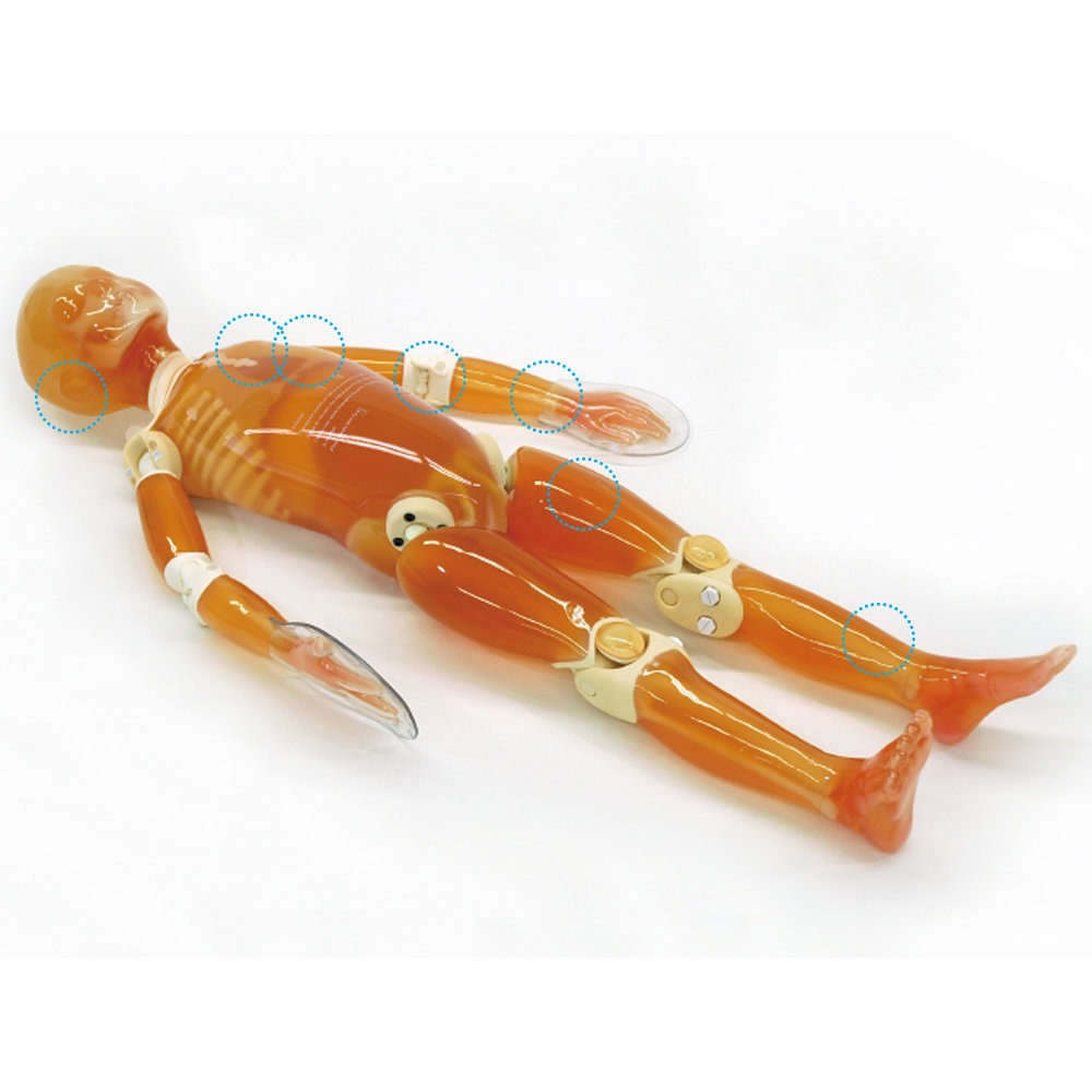 Bone Fracture Pediatric Phantom "PBU-70B" (PH-2D)