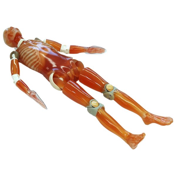 CT Whole Body Phantom with Pathologies (PH-2E)