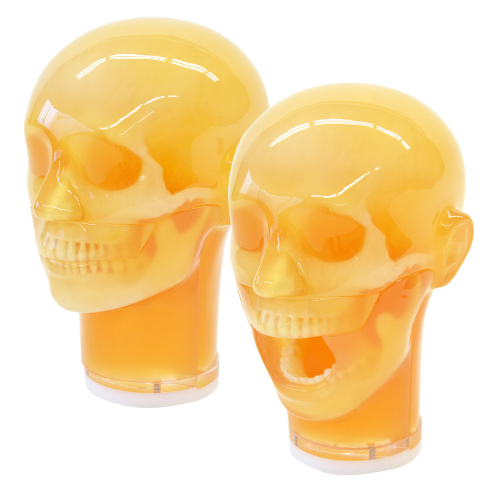 Dental Radiography Head Phantom (PH-76)