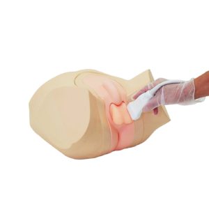 Scrotal Ultrasound Phantom (US-11)