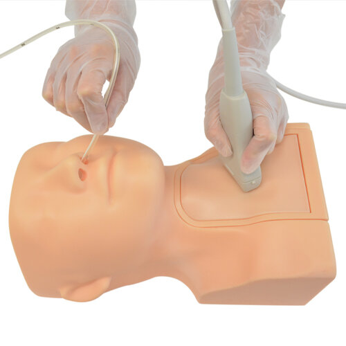 Ultrasound Guided Tube Feeding Phantom (US-20)