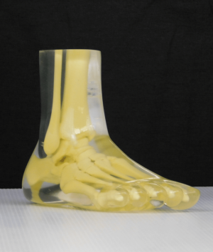 Foot & Ankle Phantom