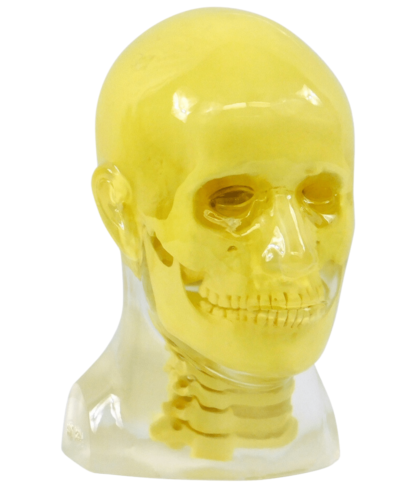 Head Phantom with Cervical Spine