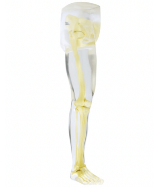 Leg & Hip Phantom