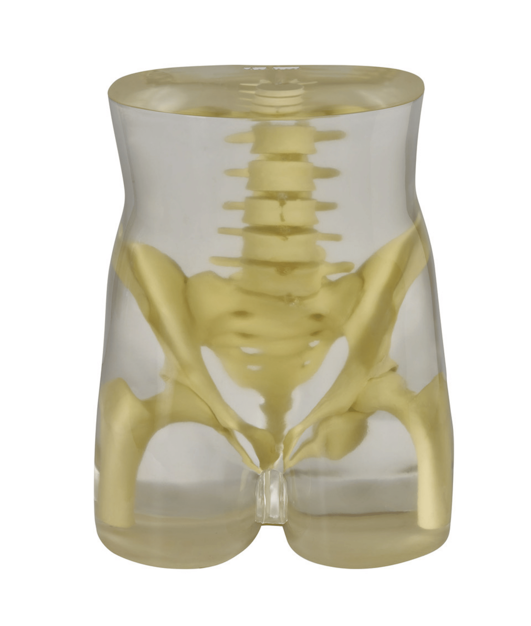 Pelvis Phantom