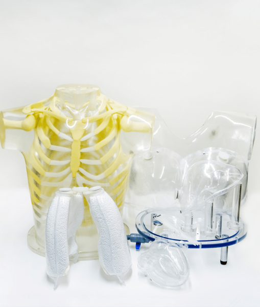 Heart & Thorax Phantom