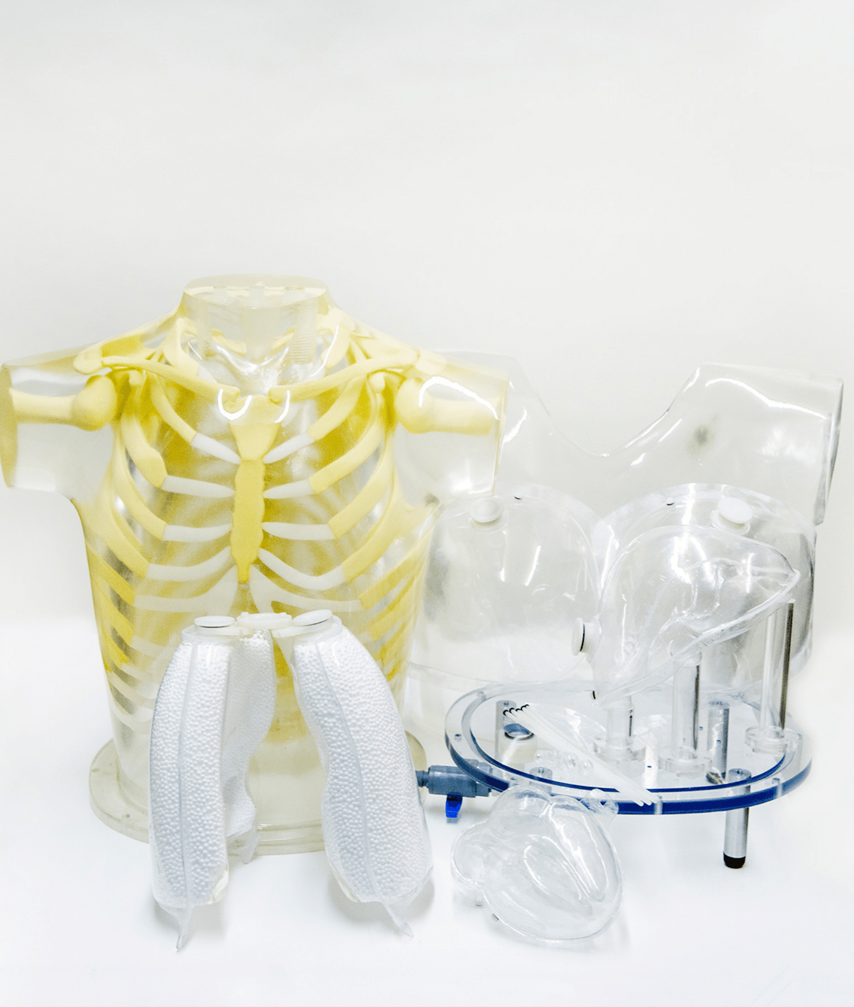 Heart & Thorax Phantom