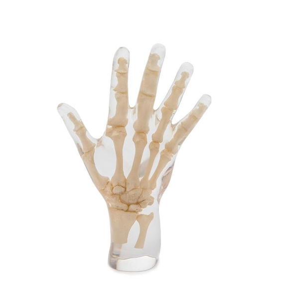 X-Ray Phantom Hand