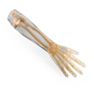 X-Ray Phantom Lower Arm