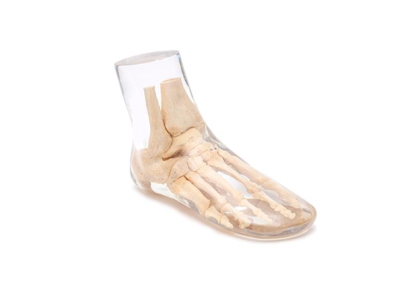 X-Ray Phantom Foot