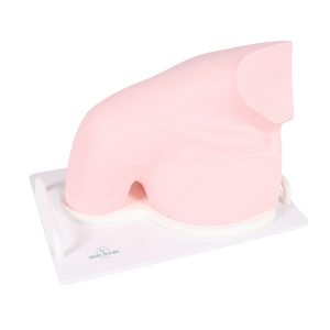 Model Shoulder - SonoEZ Ultrasound Trainer