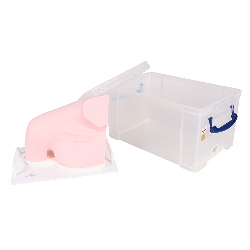 Model Shoulder - SonoEZ Ultrasound Trainer - Image 3